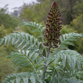 Óriás mézvirág - Melianthus major